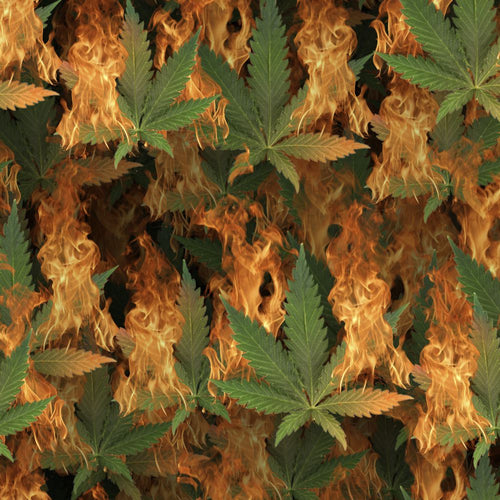 Smoking Cannabis