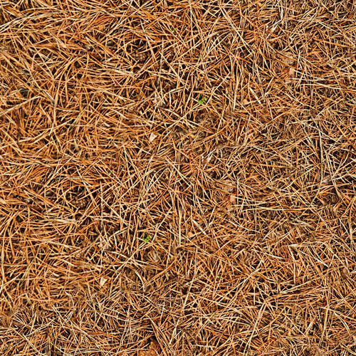 Pine Forest Floor Camo