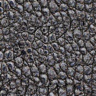 Alligator Skin