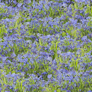 Wild Flower Field