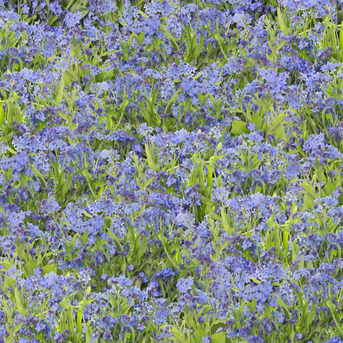 Wild Flower Field