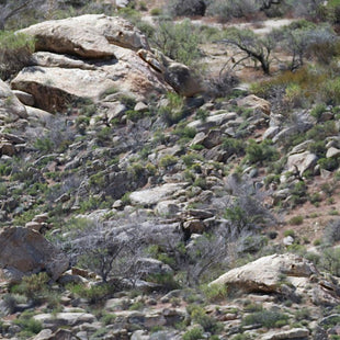 Colorado Canyon Camo