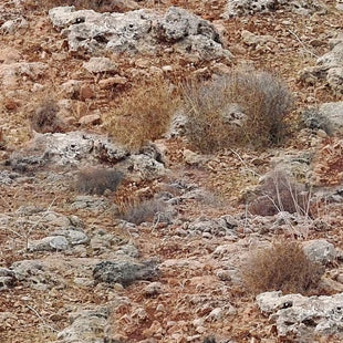 Rocky Camouflage