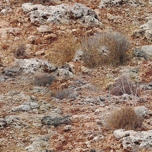 Rocky Camouflage