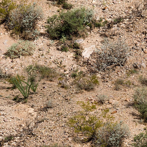Desert Canyon Camo