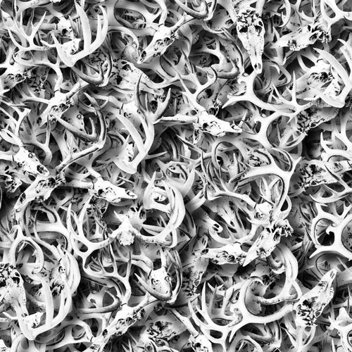 Deer Antler Skulls