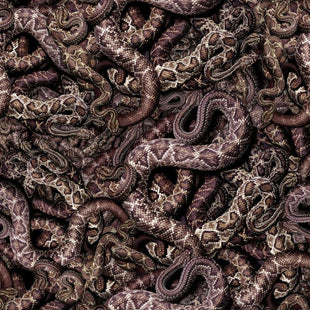 Snake Pit Nest