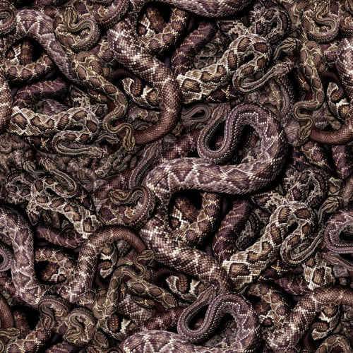 Snake Pit Nest