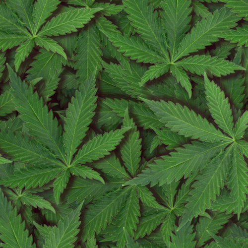 Cannabis Leaves